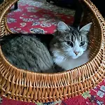 Hautes Vosges - Ecrin De Nature - Gerardmer 勒索里