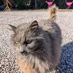 Hautes Vosges - Ecrin De Nature - Gerardmer 勒索里