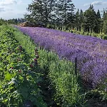 公寓 Hautes Vosges - Ecrin De Nature - Gerardmer 勒索里
