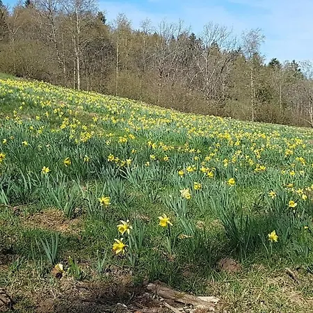 Hautes Vosges - Ecrin De Nature - Gerardmer Le Tholy