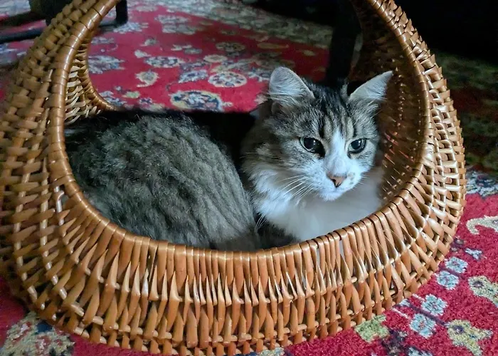 Hautes Vosges - Ecrin De Nature - Gerardmer Le Tholy