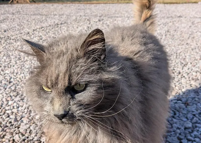Hautes Vosges - Ecrin De Nature - Gerardmer Le Tholy