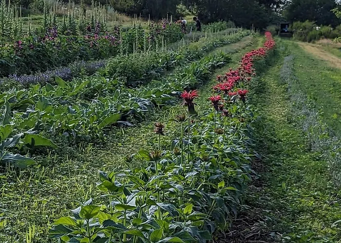 Apartment Hautes Vosges - Ecrin De Nature - Gerardmer