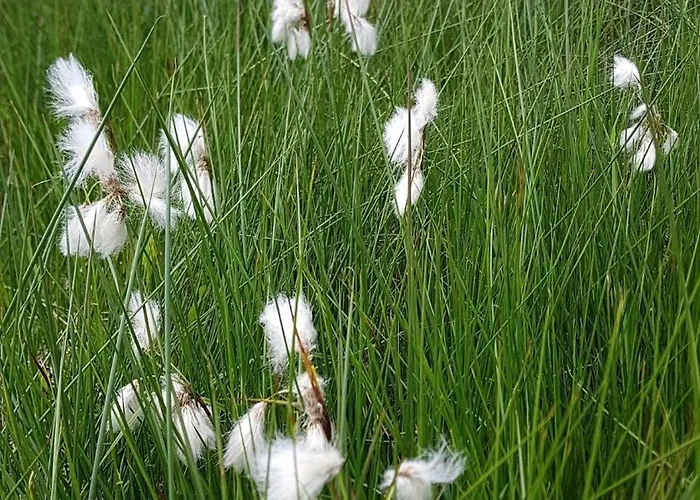 Apartment Hautes Vosges - Ecrin De Nature - Gerardmer