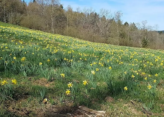 Hautes Vosges - Ecrin De Nature - Gerardmer Le Tholy