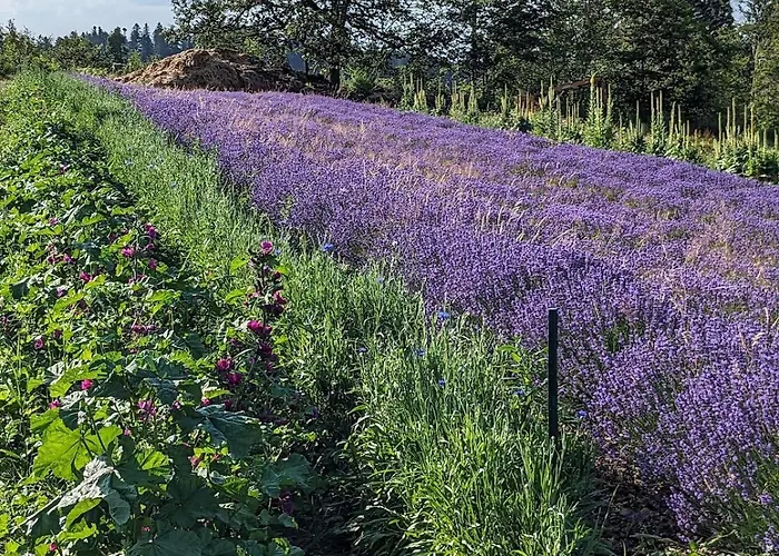 Apartment Hautes Vosges - Ecrin De Nature - Gerardmer Le Tholy