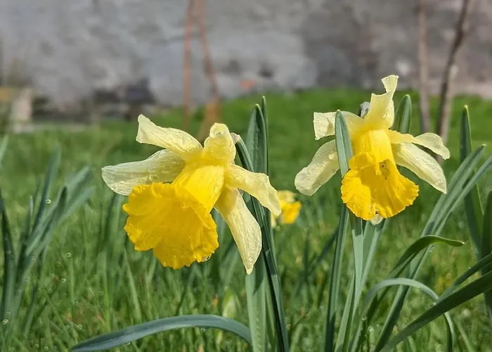 Hautes Vosges - Ecrin De Nature - Gerardmer * Le Tholy